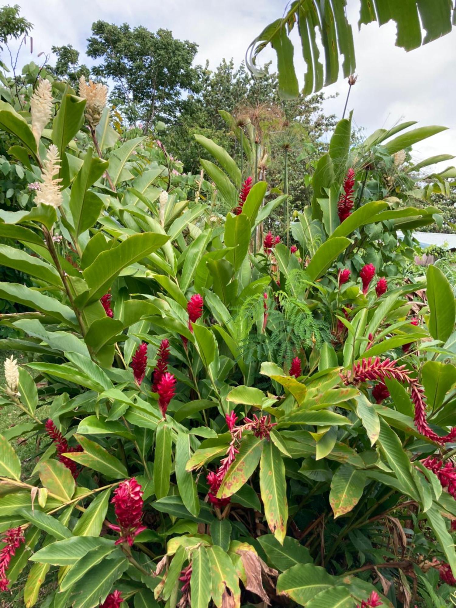 Villa La Siguine Gourbeyre Esterno foto