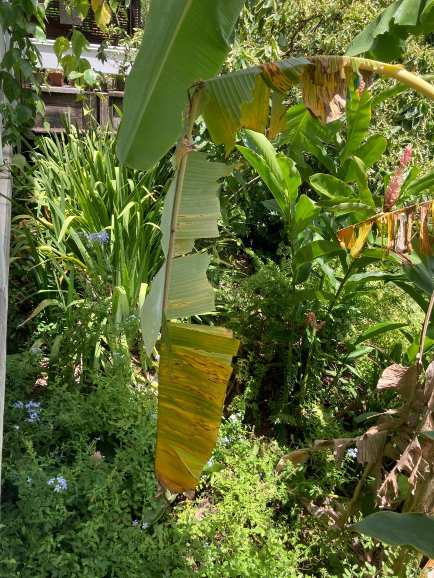Villa La Siguine Gourbeyre Esterno foto